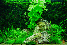 Lade das Bild in den Galerie-Viewer, Wasserfeder / Wasserprimel | Hottonia palustris | In Vitro Aquariumpflanze im Aquascape Aquarium