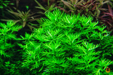 Lade das Bild in den Galerie-Viewer, Wasserfeder / Wasserprimel | Hottonia palustris | In Vitro Aquariumpflanze im Schneckenaquarium