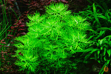 Lade das Bild in den Galerie-Viewer, Wasserfeder / Wasserprimel | Hottonia palustris | In Vitro Aquariumpflanze im Garnelenaquarium