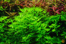 Lade das Bild in den Galerie-Viewer, Wasserfeder / Wasserprimel | Hottonia palustris | In Vitro Aquariumpflanze im Aquascaping Aquarium