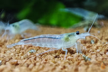 Lade das Bild in den Galerie-Viewer, Weiße Amano Garnele / Amanogarnele | TOP Algenfresser | Caridina multidentata var. Snow im Aquascape