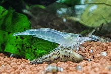 Lade das Bild in den Galerie-Viewer, Weiße Amano Garnele / Amanogarnele | TOP Algenfresser | Caridina multidentata var. Snow auf einer TDS Schnecke im Aquarium