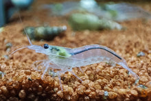 Lade das Bild in den Galerie-Viewer, Weiße Amano Garnele / Amanogarnele | TOP Algenfresser | Caridina multidentata var. Snow im Aquascape Aquarium