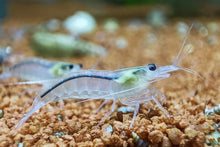 Lade das Bild in den Galerie-Viewer, Weiße Amano Garnele / Amanogarnele | TOP Algenfresser | Caridina multidentata var. Snow im Aquarium