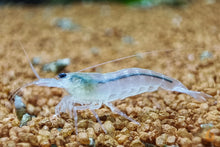 Lade das Bild in den Galerie-Viewer, Weiße Amano Garnele / Amanogarnele | TOP Algenfresser | Caridina multidentata var. Snow im Nanoaquarium