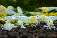 Lade das Bild in den Galerie-Viewer, White Angel Garnele / Weiße Caridina Garnele | Caridina sp. im Nano Aquarium