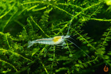 Lade das Bild in den Galerie-Viewer, White Pearl Garnele / Weißperlengarnele | Neocaridina palmata "White Pearl" im Garnelen Nanoaquarium