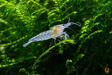 Lade das Bild in den Galerie-Viewer, White Pearl Garnele / Weißperlengarnele | Neocaridina palmata "White Pearl" im Nano Aquarium