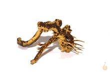 Lade das Bild in den Galerie-Viewer, Wurzel-Birnes Überraschungs Moorwurzel für das Aquarium