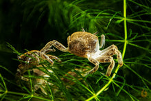 Lade das Bild in den Galerie-Viewer, Zwergkrabben / Zwergghost Unterwasserkrabben | Lebt unter Wasser | Potamocypoda pugil im Aquarium