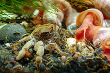 Lade das Bild in den Galerie-Viewer, Zwergkrabbe / Zwergghost Unterwasserkrabbe | Lebt unter Wasser | Potamocypoda pugil mit PHS Schnecken im Aquarium