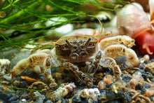 Lade das Bild in den Galerie-Viewer, Zwergkrabbe / Zwergghost Unterwasserkrabbe | Lebt unter Wasser | Potamocypoda pugil mit PHS Schnecken im Aquascaping Aquarium