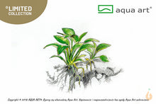 Lade das Bild in den Galerie-Viewer, Anubias barteri nana Petite | Zwergspeerblatt | In Vitro Aquariumpflanze