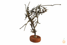 Lade das Bild in den Galerie-Viewer, Garnelenbaum Nr.59 | 12x11x4cm (BxHxT)