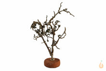 Lade das Bild in den Galerie-Viewer, Garnelenbaum Nr.62 | 8x13x7cm (BxHxT)