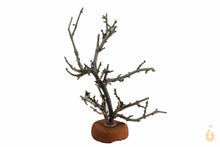 Lade das Bild in den Galerie-Viewer, Garnelenbaum Nr.70 | 10x11x5cm (BxHxT)