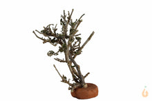 Lade das Bild in den Galerie-Viewer, Garnelenbaum Nr.72 | 8x10x5cm (BxHxT)