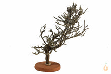 Lade das Bild in den Galerie-Viewer, Garnelenbaum Nr.79 | 16x19x10cm (BxHxT)