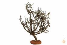 Lade das Bild in den Galerie-Viewer, Garnelenbaum Nr.87 | 20x24x11cm (BxHxT)
