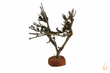 Lade das Bild in den Galerie-Viewer, Garnelenbaum Nr.52 | 10x11x7cm (BxHxT)