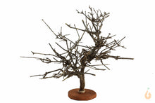 Lade das Bild in den Galerie-Viewer, Garnelenbaum Nr.91 | 26x21x22cm (BxHxT)