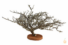 Lade das Bild in den Galerie-Viewer, Garnelenbaum Nr.97 | 28x15x16cm (BxHxT)