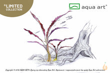 Lade das Bild in den Galerie-Viewer, Roter Spiral Wasserkelch | Cryptocoryne spiralis 'Red' | In Vitro Aquariumpflanze