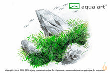 Lade das Bild in den Galerie-Viewer, Mini Nadelsimse | Eleocharis Parvula 'Mini' | In Vitro Aquariumpflanze