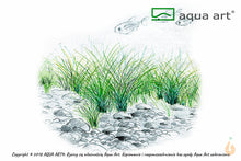 Lade das Bild in den Galerie-Viewer, Zwerg Nadelsimse | Eleocharis Parvula | In Vitro Aquariumpflanze