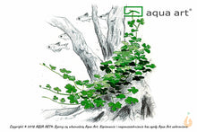 Lade das Bild in den Galerie-Viewer, Dreiteiliger Wassernabel | Hydrocotyle sp.'Japan' | In Vitro Aquariumpflanze