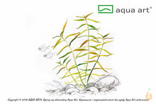 Lade das Bild in den Galerie-Viewer, Tiger Wasserfreund | Hygrophila sp. 'Tiger' | In Vitro Aquariumpflanze