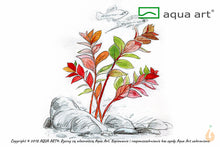 Lade das Bild in den Galerie-Viewer, Tiefrote kleine Ludwigie | Ludwigia sp. 'Super Red Mini' | In Vitro Aquariumpflanze