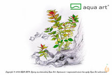 Lade das Bild in den Galerie-Viewer, Bunte Ludwigie | Ludwigia repens 'Mesakana' | In Vitro Aquariumpflanze