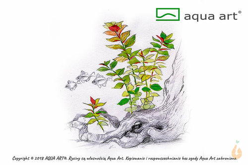 Bunte Ludwigie | Ludwigia repens 'Mesakana' | In Vitro Aquariumpflanze