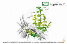 Lade das Bild in den Galerie-Viewer, Pfennigkraut | Lysimachia nummularia | In Vitro Aquariumpflanze