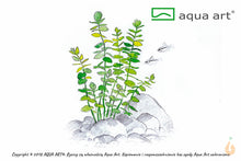 Lade das Bild in den Galerie-Viewer, Rundblättriges Perlenkraut | Micranthemum umbrosum | In Vitro Aquariumpflanze