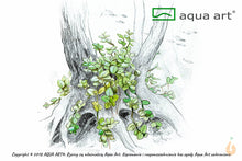 Lade das Bild in den Galerie-Viewer, Tweedies Perlkraut | Micranthemum 'Monte Carlo' | In Vitro Aquariumpflanze