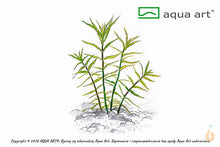 Lade das Bild in den Galerie-Viewer, Yatabes Sternpflanze | Pogostemon yatabeanus | In Vitro Aquariumpflanze