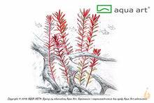 Lade das Bild in den Galerie-Viewer, Rotala sp. "H’ra" / "Gia Lai" | In Vitro Aquariumpflanze