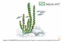 Lade das Bild in den Galerie-Viewer, Perlen Rotala | Rotala sp.'Pearl' | In Vitro Aquariumpflanze