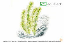 Lade das Bild in den Galerie-Viewer, Nanjenshan Rotala | Rotala sp.'Nanjenshan' | In Vitro Aquariumpflanze