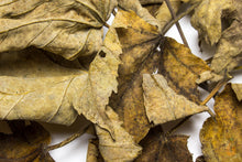 Lade das Bild in den Galerie-Viewer, Ahornblätter / Ahorn Blätter braun getrocknet | Premium Qualität