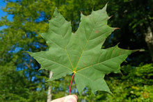 Lade das Bild in den Galerie-Viewer, Ahornblätter / Ahorn Blätter getrocknet | Premium Qualität