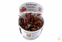 Lade das Bild in den Galerie-Viewer, Kleines Papageienblatt | Alternanthera reineckii 'Mini' | In Vitro Aquariumpflanze