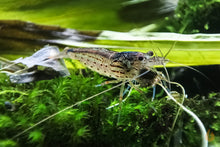 Lade das Bild in den Galerie-Viewer, Amano Garnele / Amanogarnele | TOP Algenfresser | Caridina multidentata