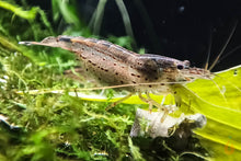 Lade das Bild in den Galerie-Viewer, Amano Garnele / Amanogarnele | TOP Algenfresser | Caridina multidentata