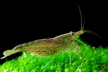 Lade das Bild in den Galerie-Viewer, Amano Garnele / Amanogarnele | TOP Algenfresser | Caridina multidentata im Aquarium