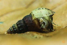 Lade das Bild in den Galerie-Viewer, Ankylosaurus Turmdeckelschnecke | TDS | Thiara scabra "Ankylosaurus " - Rarität Baby Schnecke im Aquarium