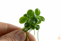 Lade das Bild in den Galerie-Viewer, Anubias barteri 'Mini Coin' | In Vitro Aquariumpflanze - Rarität