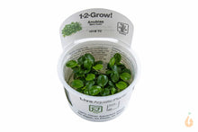 Lade das Bild in den Galerie-Viewer, Anubias barteri 'Mini Coin' | In Vitro Aquariumpflanze - Rarität